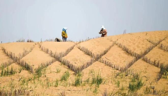高考地理中的沙障治沙